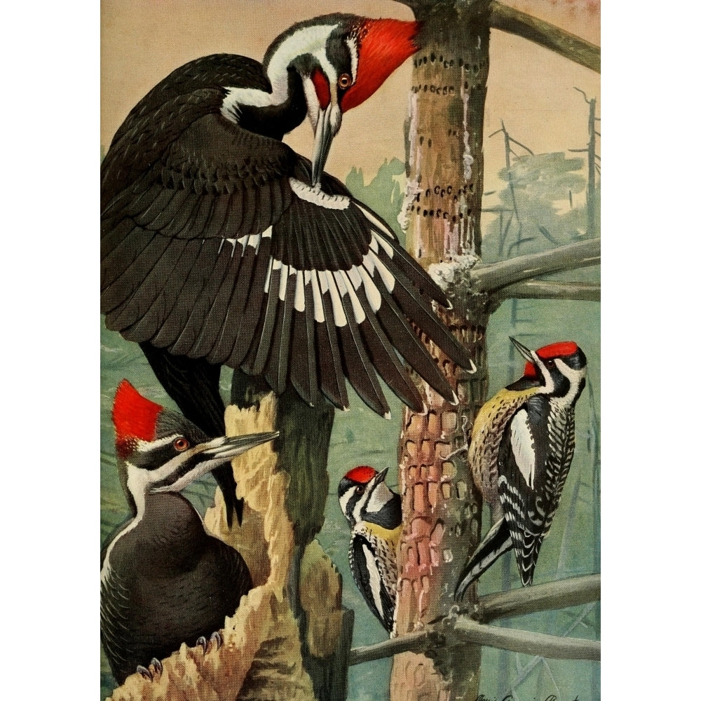 Birds of Massachusetts 1925 Woodpecker Sapsucker Poster Print by L.A. Fuertes Image 1