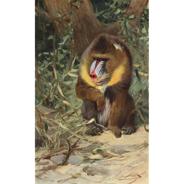 Tierleben 1920 Mandrill Poster Print by F.W. Kuhnert Image 1