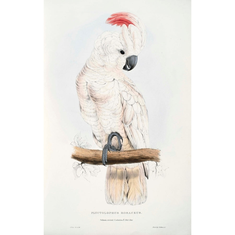 Psittacidae 1832 Salmon-crested Cockatoo Poster Print by Edward Lear Image 1