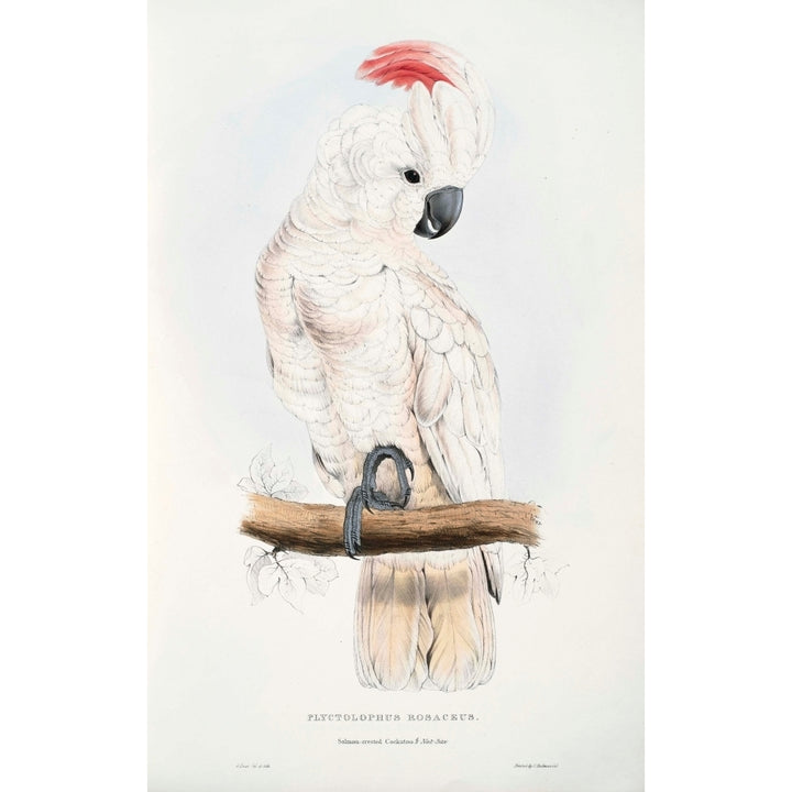 Psittacidae 1832 Salmon-crested Cockatoo Poster Print by Edward Lear Image 2