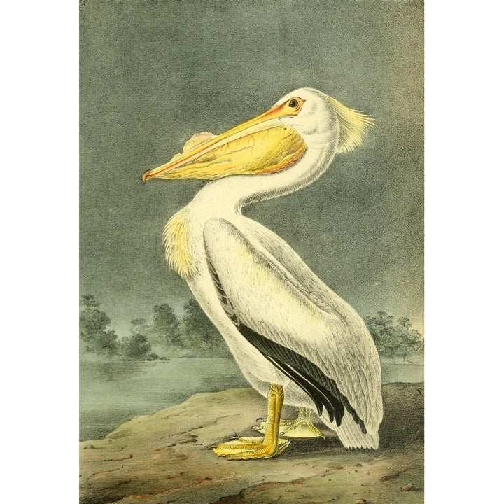 Birds of America 1844 American White Pelican Poster Print by J.J. Audubon Image 1