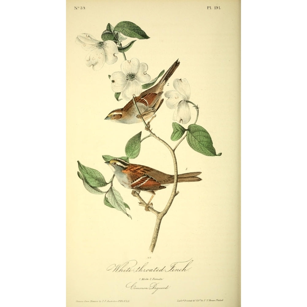 Birds of America 1844 White-throated Finch Poster Print by J.J. Audubon Image 1