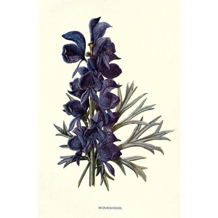 Familiar Garden Flowers 1907 Monkshood Poster Print by F. Hulme Image 1