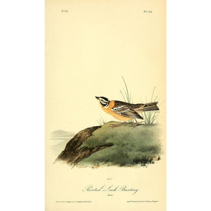 Birds of America 1844 Painted Lark Bunting Poster Print by J.J. Audubon Image 2