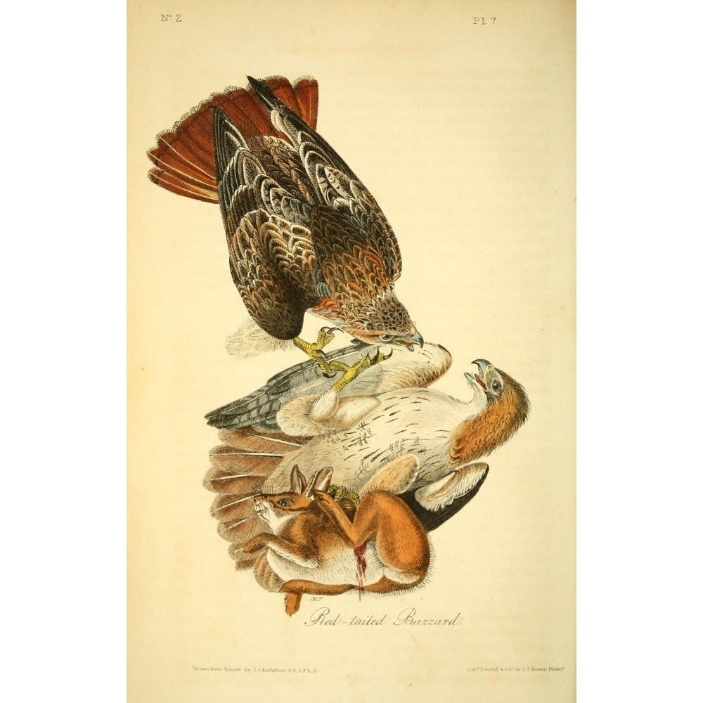 Birds of America 1844 Red-tailed Buzzard Poster Print by J.J. Audubon Image 2