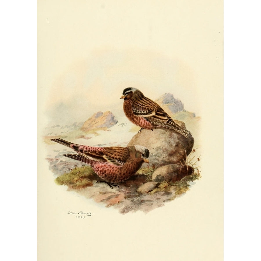 Birds of California 1923 Sierra Nevada Rosy Finch Poster Print by A. Brooks Image 1