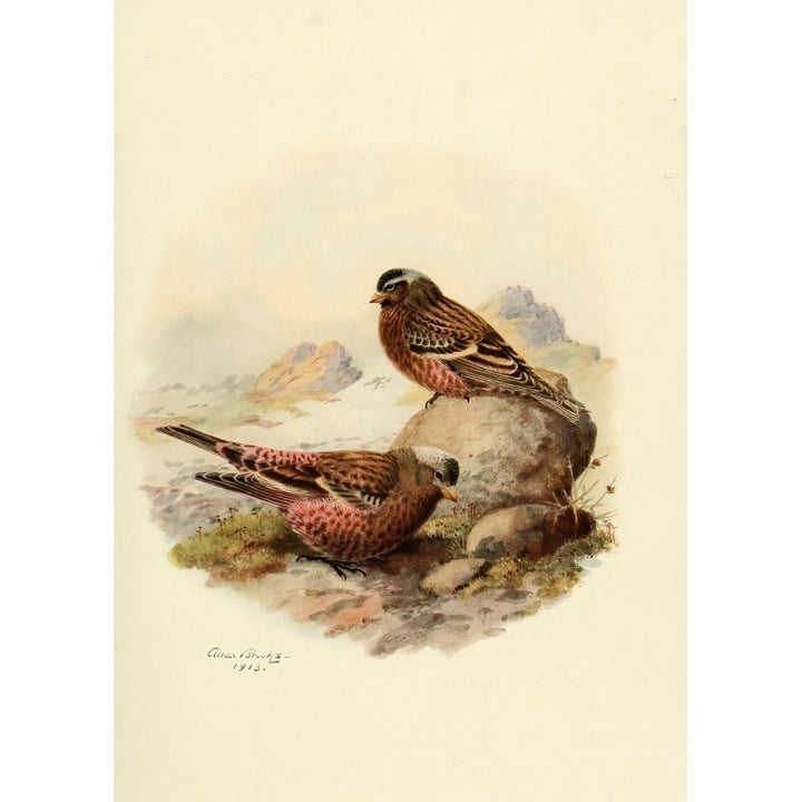 Birds of California 1923 Sierra Nevada Rosy Finch Poster Print by A. Brooks Image 2