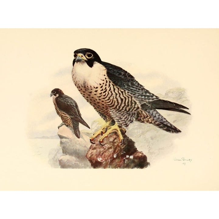 Birds of Washington 1909 Peregrine Falcon Poster Print by A. Brooks Image 1