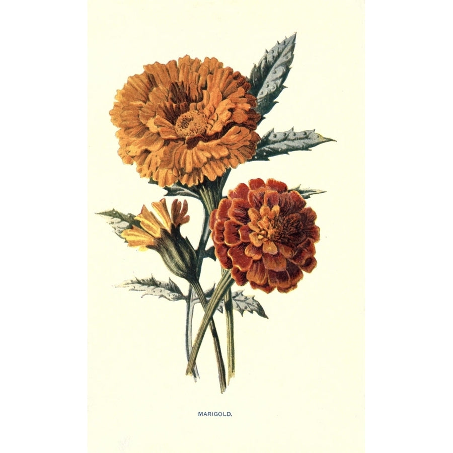 Familiar Garden Flowers 1907 Marigold Poster Print by F. Hulme Image 1