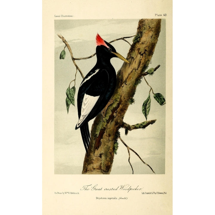 Gt-crested Woodpecker Poster Print by W.E. Hitchcock Image 2