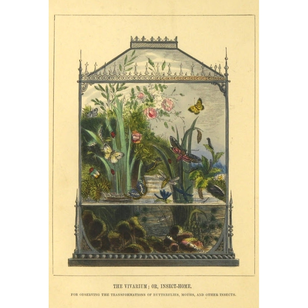 The Butterfly Vivarium 1858 Vivarium Poster Print by Henry N. Humphreys Image 1