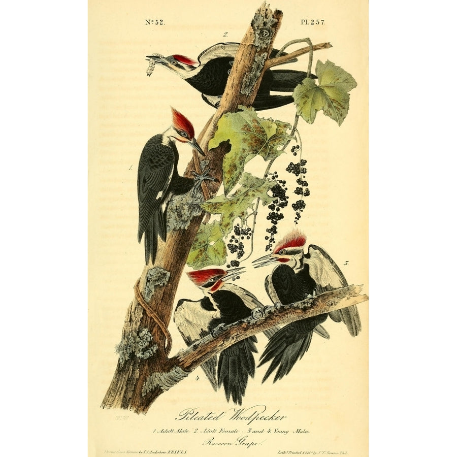 Birds of America 1844 Pileated Woodpecker Poster Print by J.J. Audubon Image 1