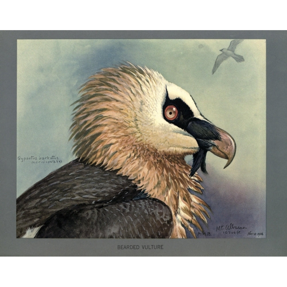 Abyssinian Birds and Mammals 1930 Bearded Vulture Poster Print by L.A. Fuertes Image 1