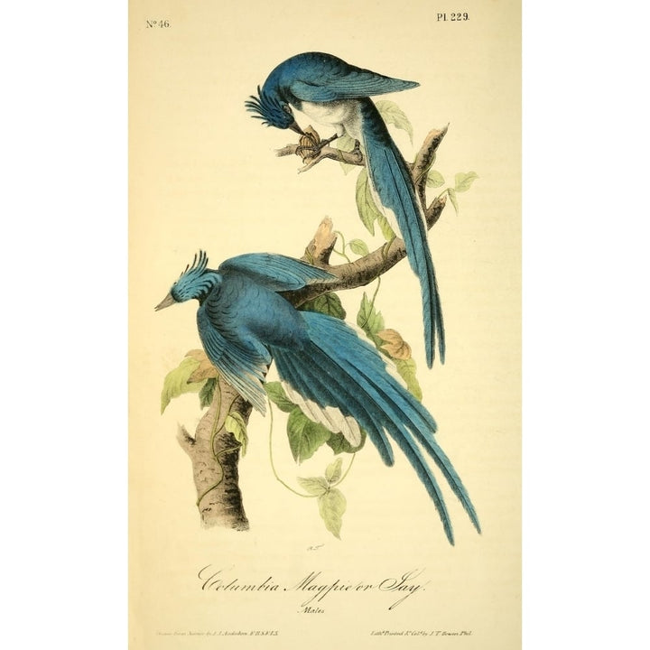 Birds of America 1844 Columbia Magpie or Jay Poster Print by J.J. Audubon Image 2