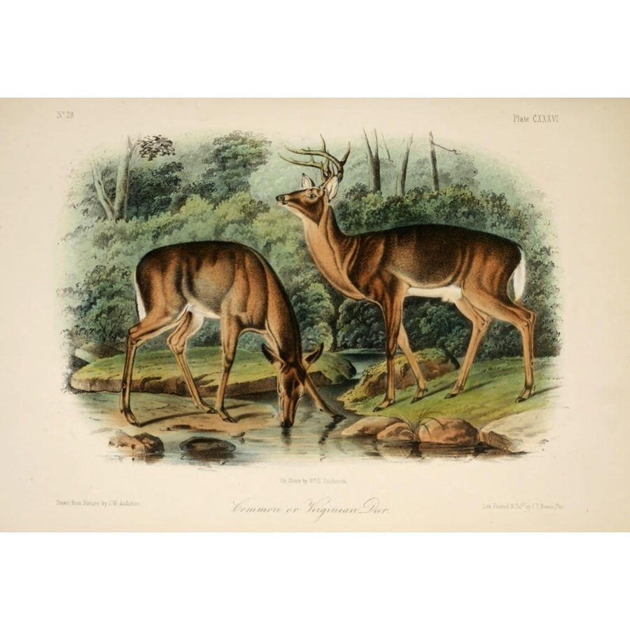 Quadrupeds of N. America 1851 Common or Virginian Deer Poster Print by J.W. Audubon Image 1