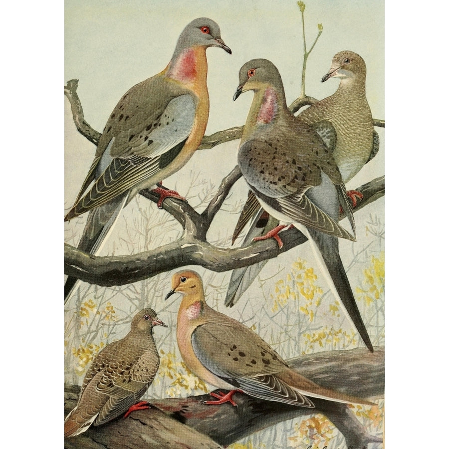 Birds of Massachusetts 1925 Dove and Passenger Pigeon Poster Print by L.A. Fuertes Image 1