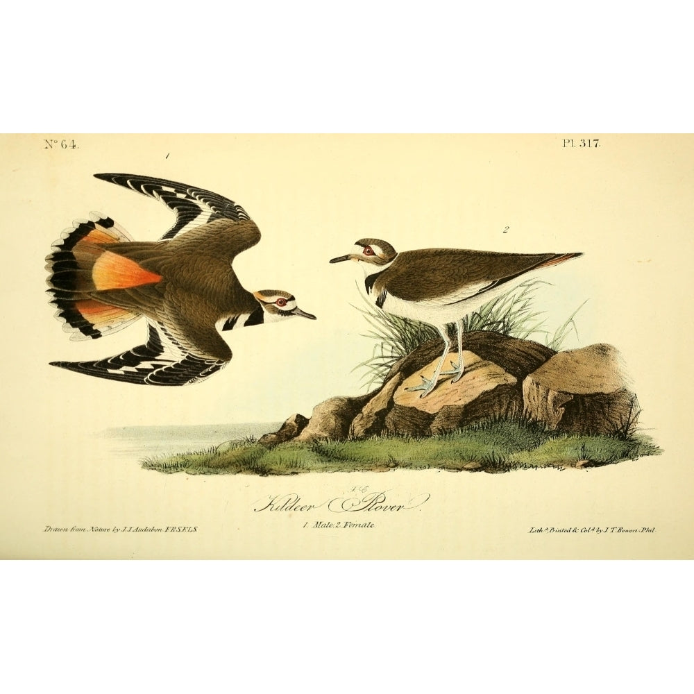 Birds of America 1844 Kildeer Plover Poster Print by J.J. Audubon Image 1