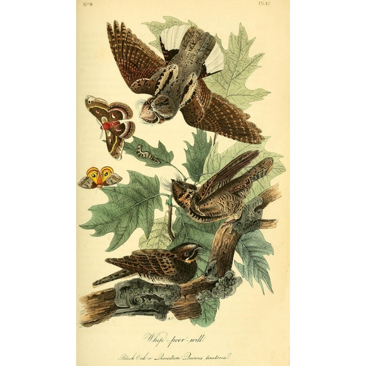 Birds of America 1844 Whip-poor-will Poster Print by J.J. Audubon Image 1