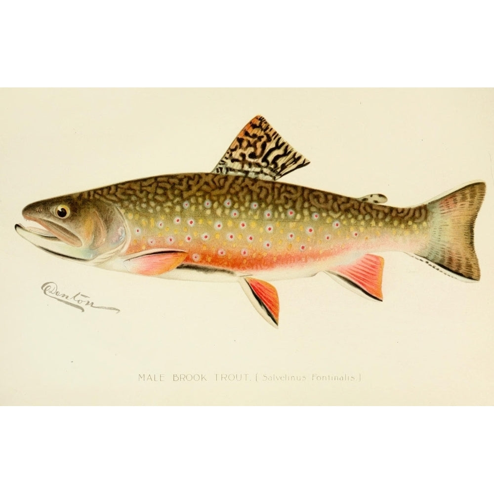 Commissioners of Fisheries NY 1899 Male Brook Trout Poster Print by S.F. Denton Image 2