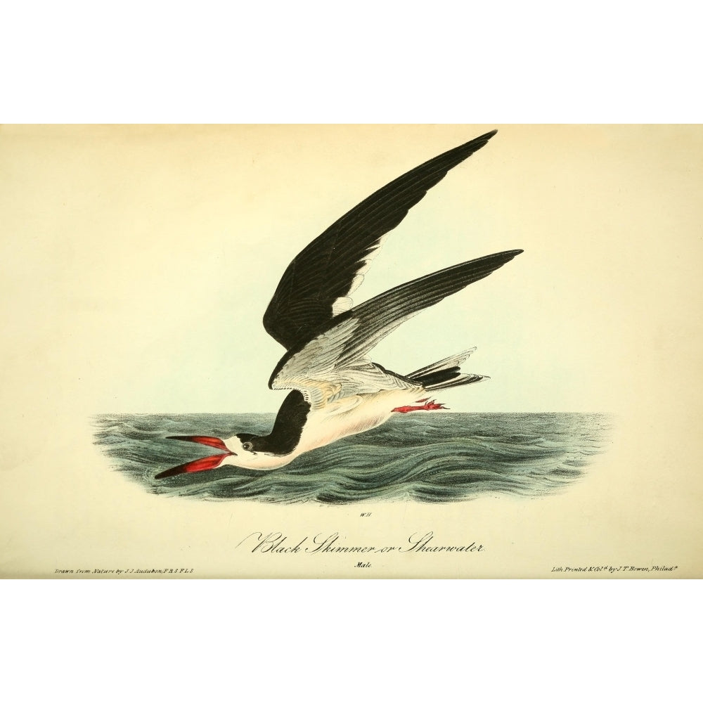 Birds of America 1844 Black Skimmer or Shearwater Poster Print by J.J. Audubon Image 2