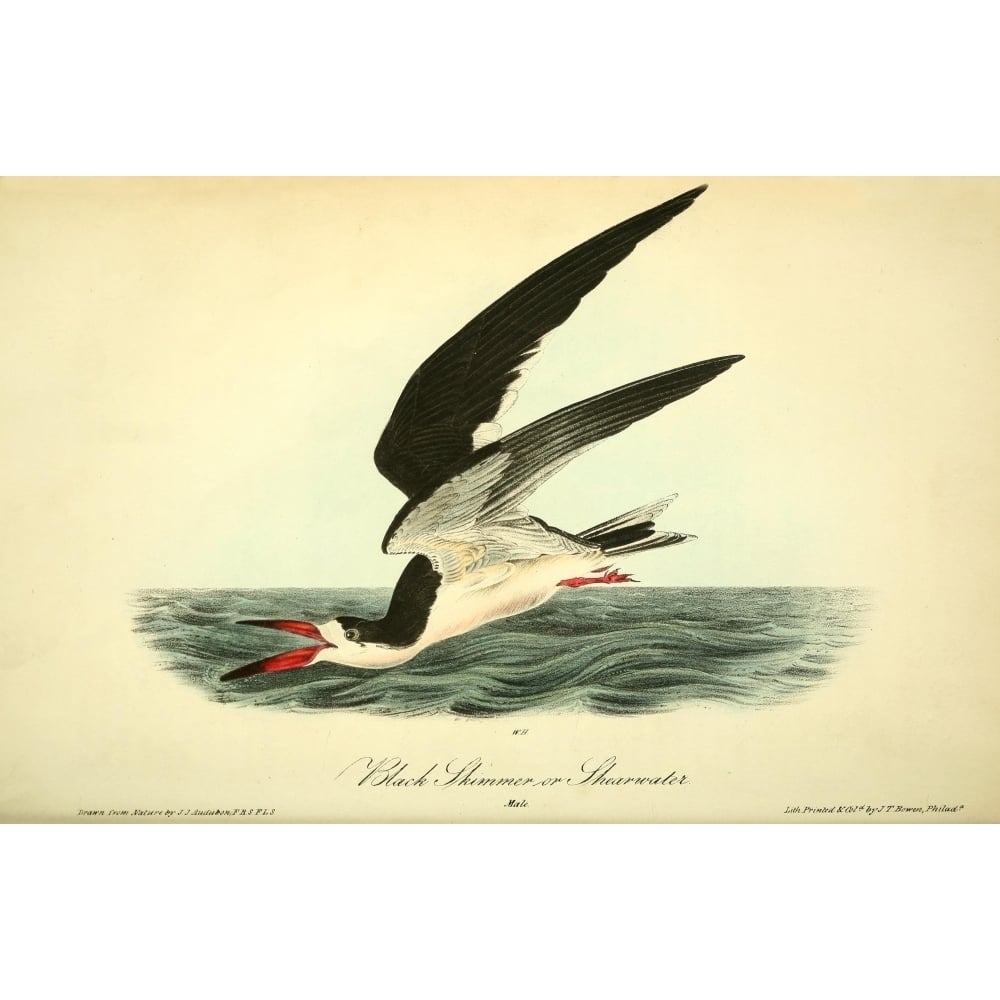 Birds of America 1844 Black Skimmer or Shearwater Poster Print by J.J. Audubon Image 1