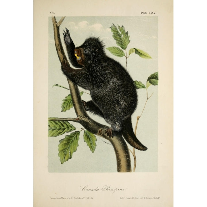 Quadrupeds of N. America 1851 Canada Porcupine Poster Print by J.J. Audubon Image 2