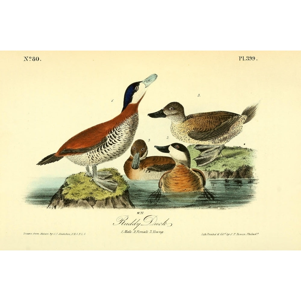 Birds of America 1844 Ruddy Duck Poster Print by J.J. Audubon Image 1