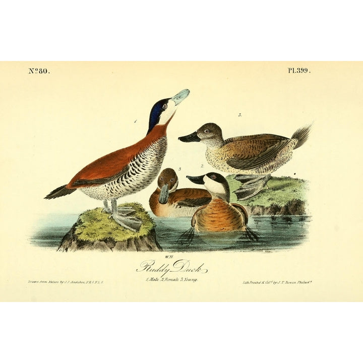 Birds of America 1844 Ruddy Duck Poster Print by J.J. Audubon Image 2