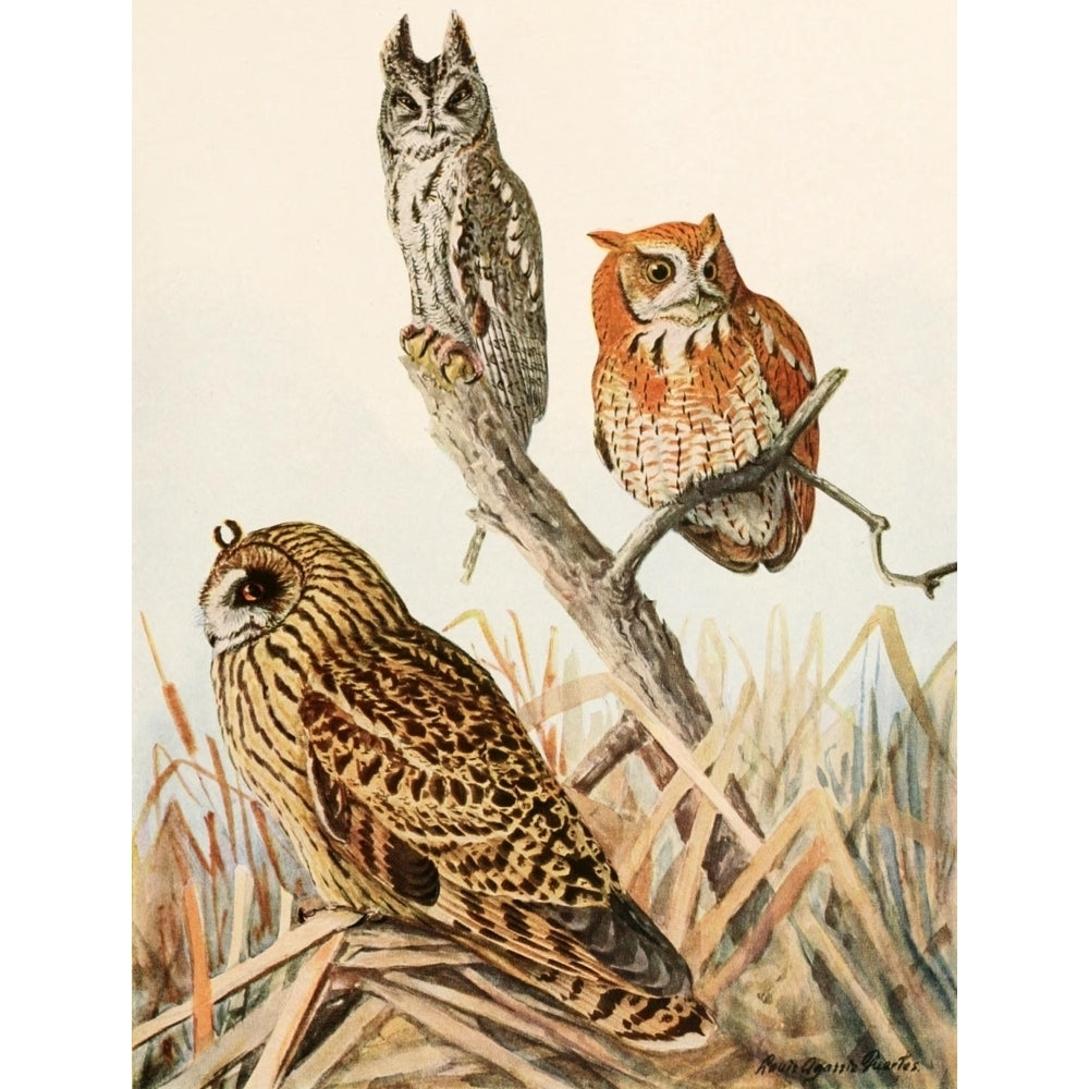 Birds of America 1923 Scrch and Short-eared Owls Poster Print by L.A. Fuertes Image 1