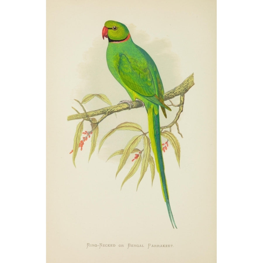 Parrots in Captivity 1884 Ring-necked Parakeet Poster Print by A.F. Lydon Image 1