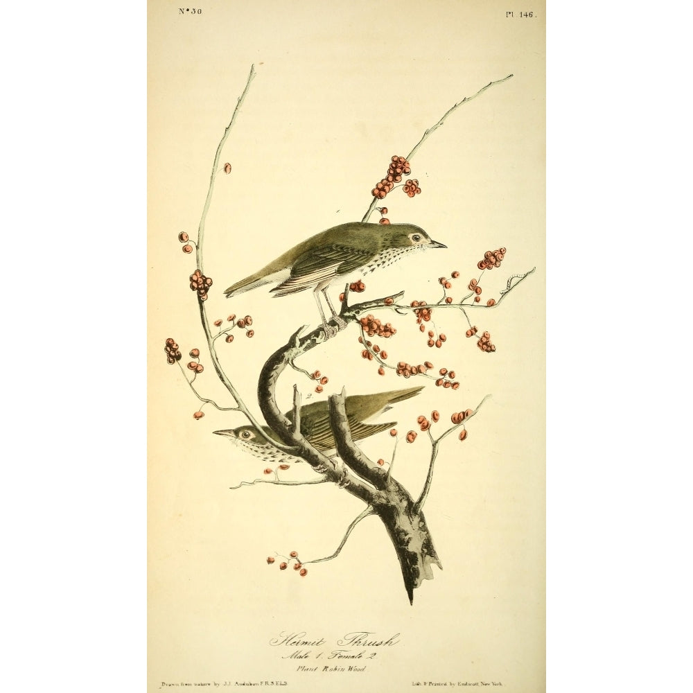 Birds of America 1844 Hermit Thrush Poster Print by J.J. Audubon Image 2