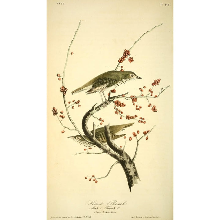 Birds of America 1844 Hermit Thrush Poster Print by J.J. Audubon Image 1