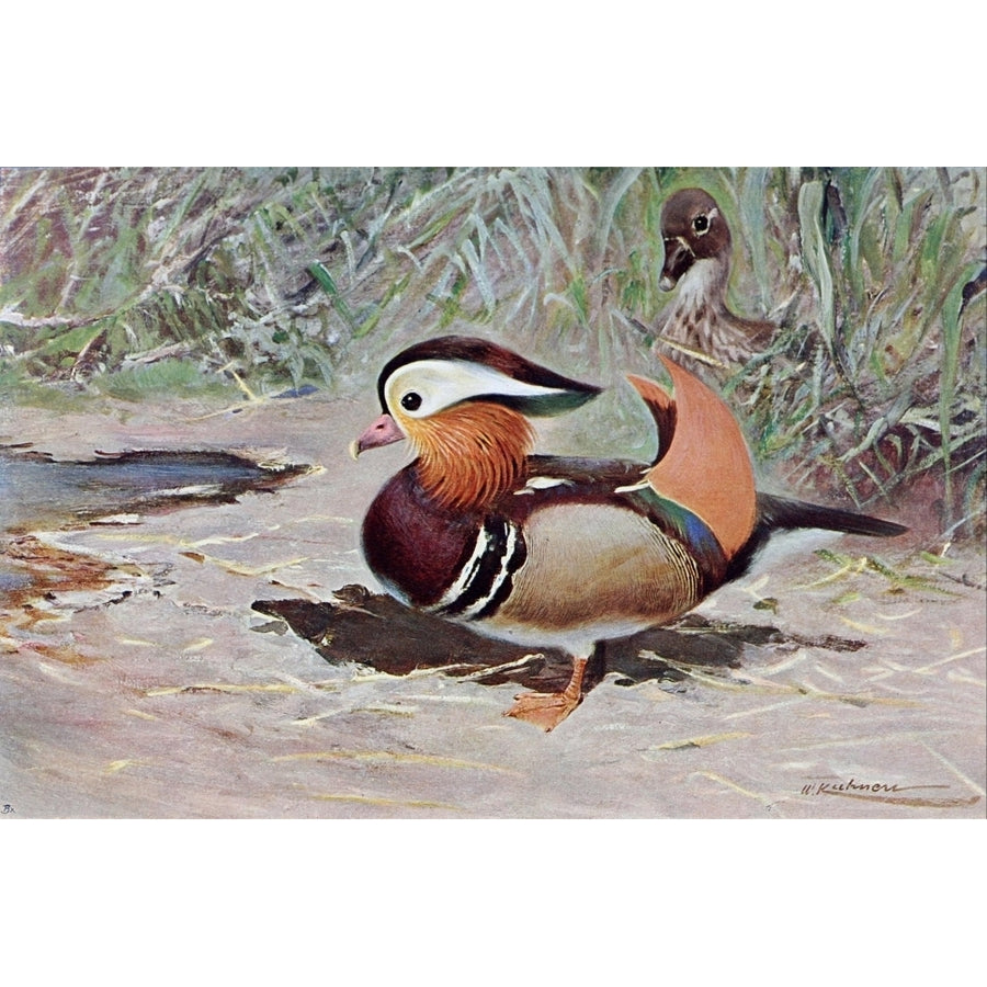 Wild Life of the World 1916 Mandarin Duck Poster Print by F.W. Kuhnert Image 1