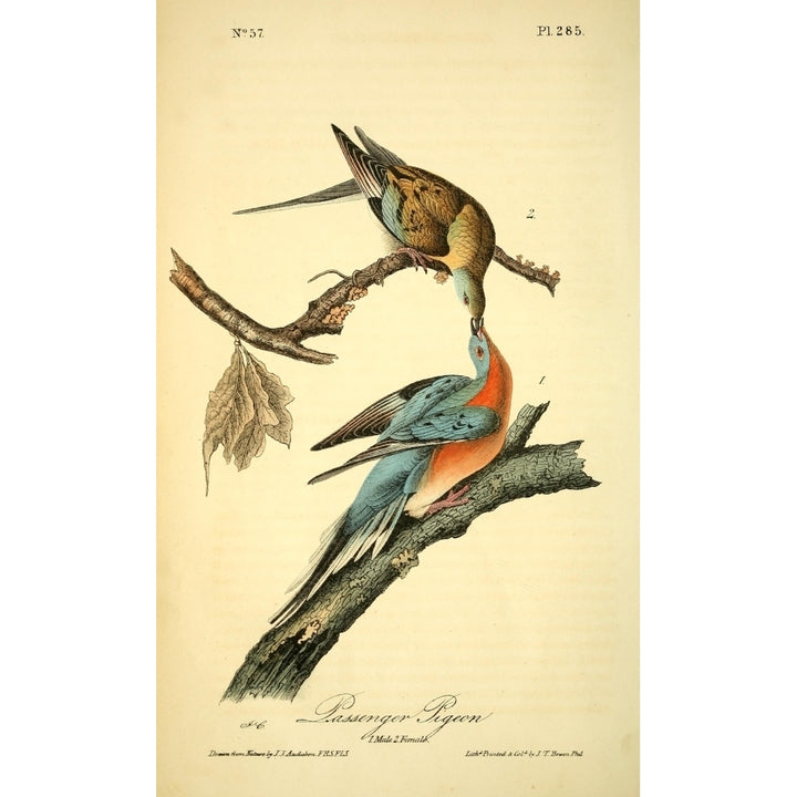 Birds of America 1844 Passenger Pigeon Poster Print by J.J. Audubon Image 2