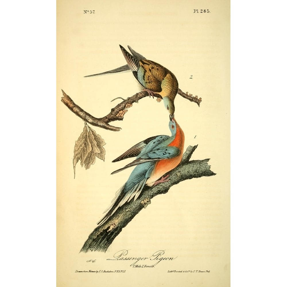 Birds of America 1844 Passenger Pigeon Poster Print by J.J. Audubon Image 1