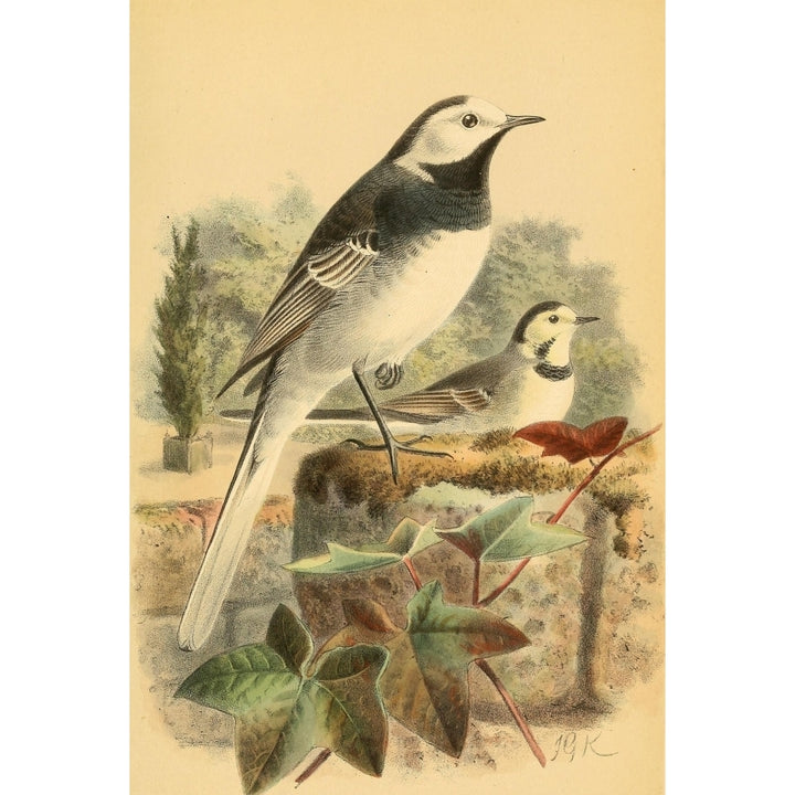 Birds of the British Islands 1885 Wagtail Pied or Common Poster Print by John G. Keulemans Image 2