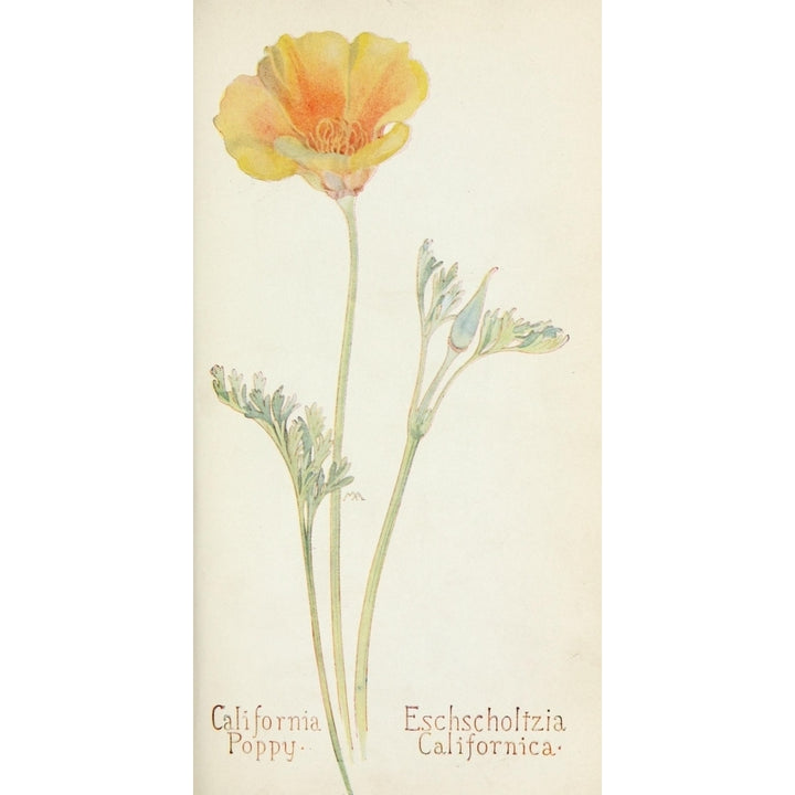 Western Wild Flowers 1915 California Poppy Poster Print by M. Armstrong Image 1