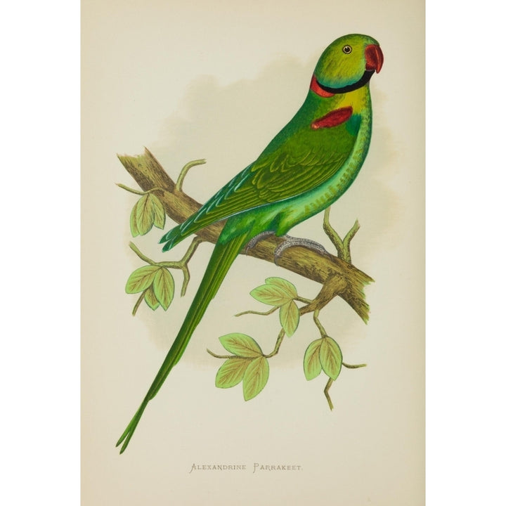 Parrots in Captivity 1884 Alexandrine Parakeet Poster Print by A.F. Lydon Image 2