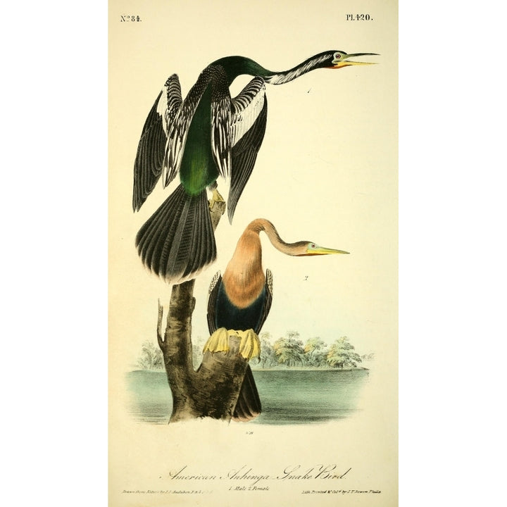 Birds of America 1844 American Anhinga Snake-bird Poster Print by J.J. Audubon Image 2