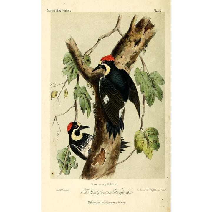 Californian Woodpecker Poster Print by W.E. Hitchcock Image 1