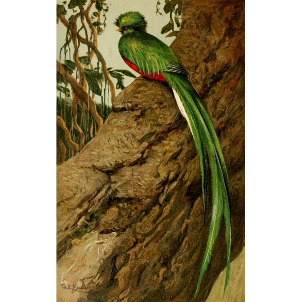 Brehms Tierleben 1911 Quetzal Poster Print by F.W. Kuhnert Image 1