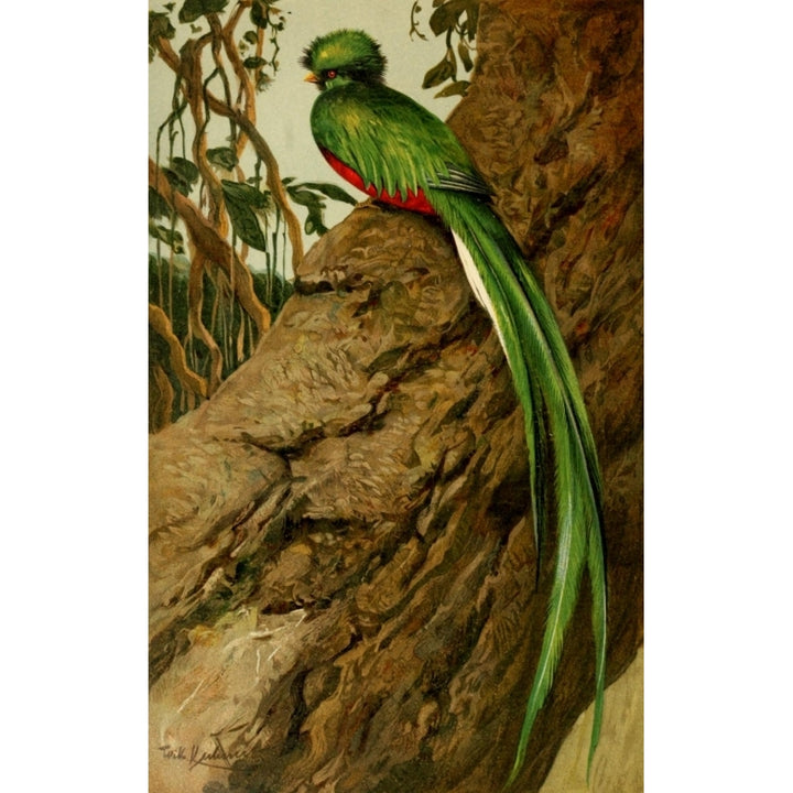 Brehms Tierleben 1911 Quetzal Poster Print by F.W. Kuhnert Image 2