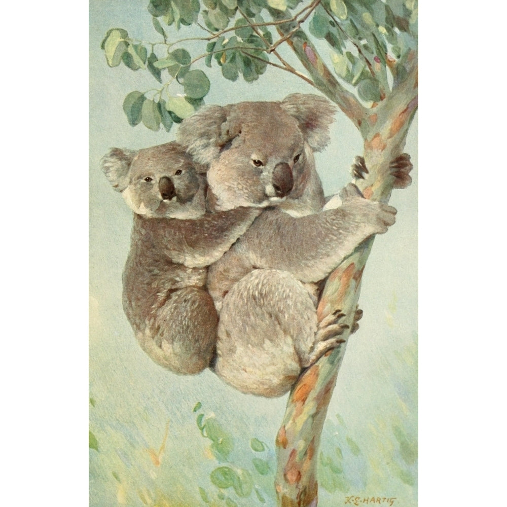 Brehms Tierleben 1911-14 Koala Poster Print by Karl Ludwig Hartig Image 1