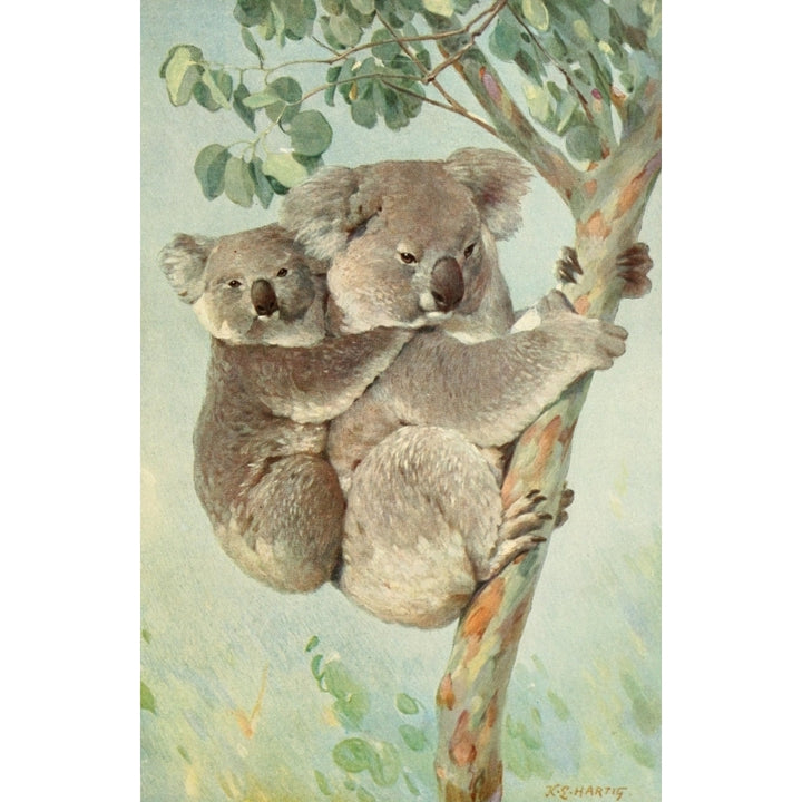 Brehms Tierleben 1911-14 Koala Poster Print by Karl Ludwig Hartig Image 2