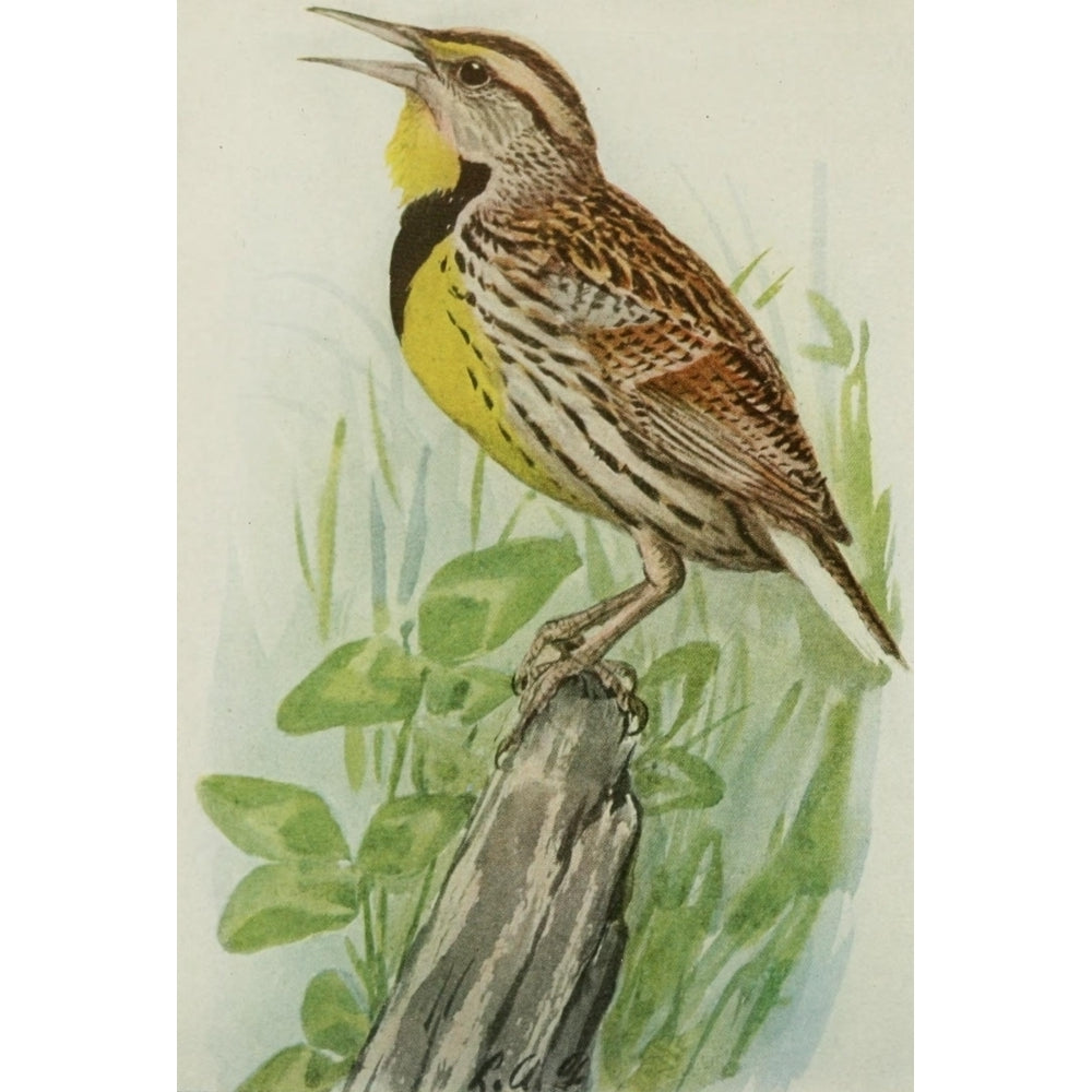 Book of Birds 1921 Meadowlark Poster Print by L.A. Fuertes Image 1