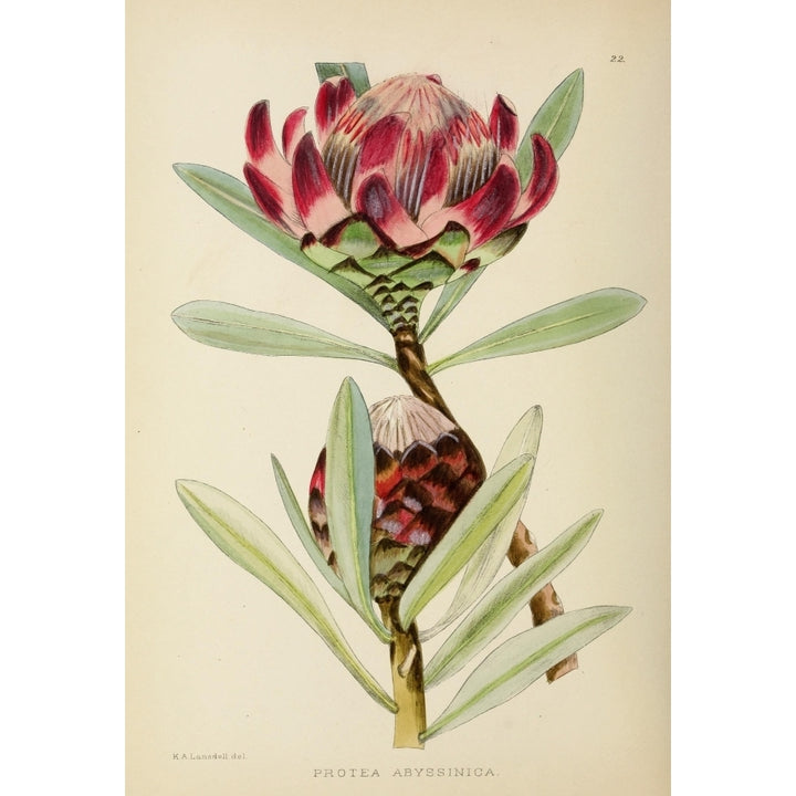 The Flowering Plants of Africa 1921 Protea Abyssinica Poster Print by K.A. Lansdell Image 2