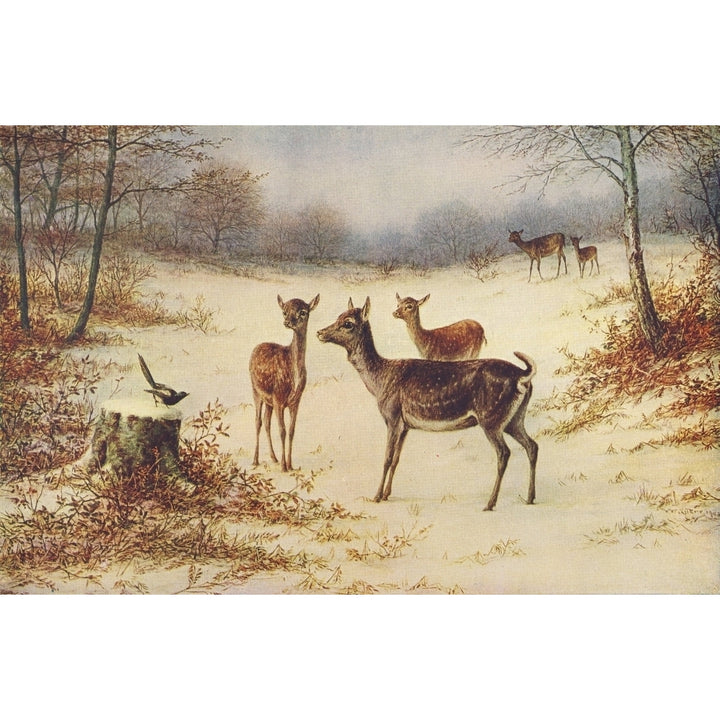 Fallow Deer in the Winter Poster Print by Luker. William Image 1