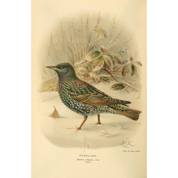 Birds of the British Islands 1885 Starling 2 Poster Print by John G. Keulemans Image 2