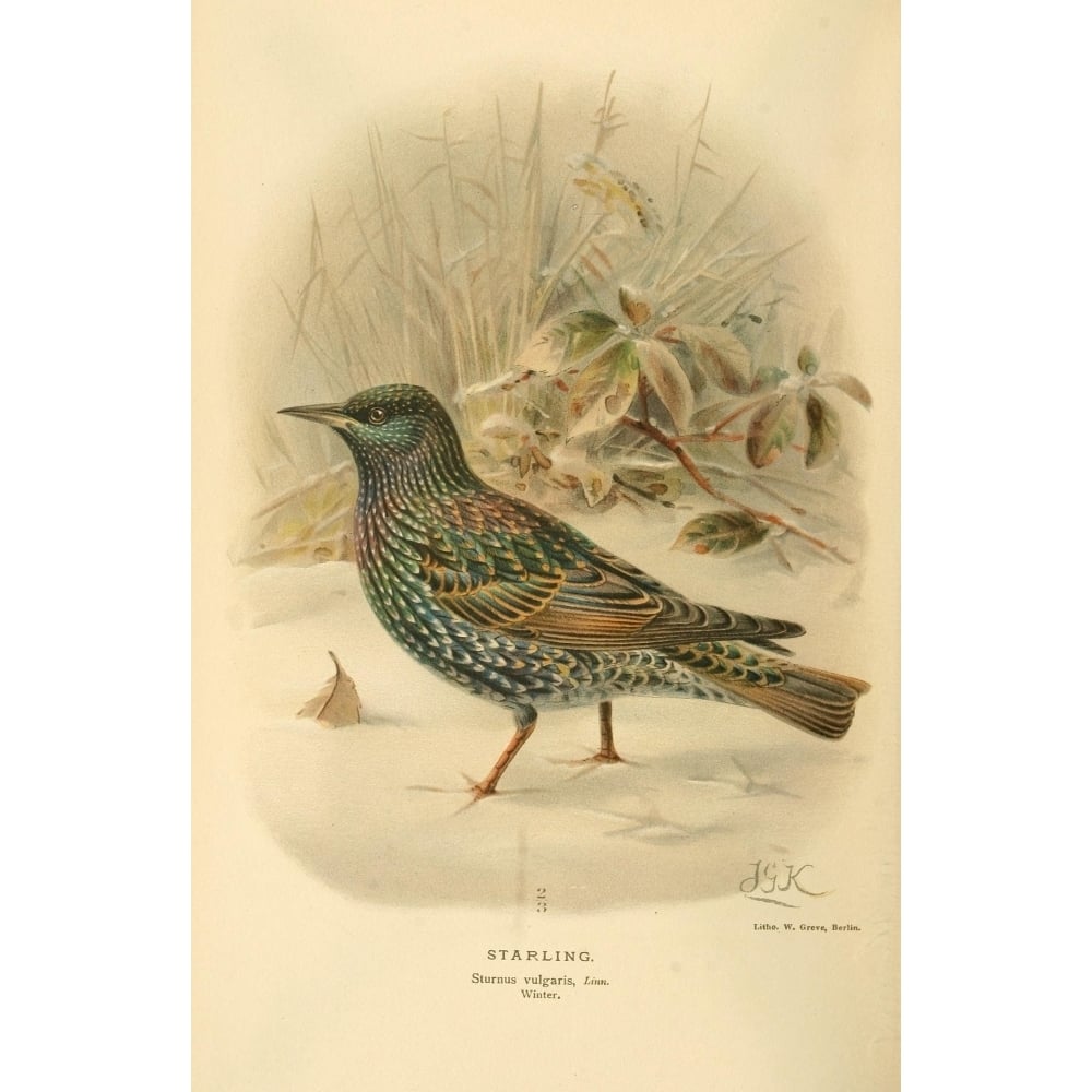 Birds of the British Islands 1885 Starling 2 Poster Print by John G. Keulemans Image 1