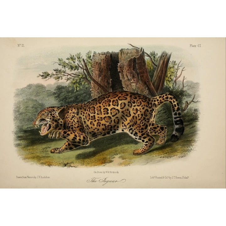 Quadrupeds of N. America 1851 Jaguar Poster Print by J.W. Audubon Image 1